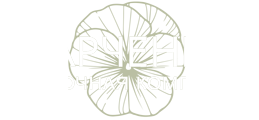 Рудбекия - рассада.